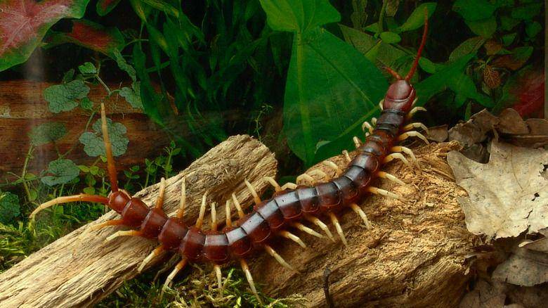 The Amazonian Giant Centipede (grunge.com)