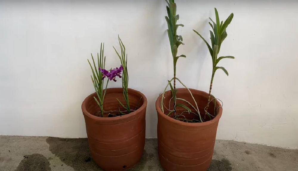 ilustrasi tanaman anggrek vanda perlu disiram secara rutin (youtube.com/Cheery Orchids)