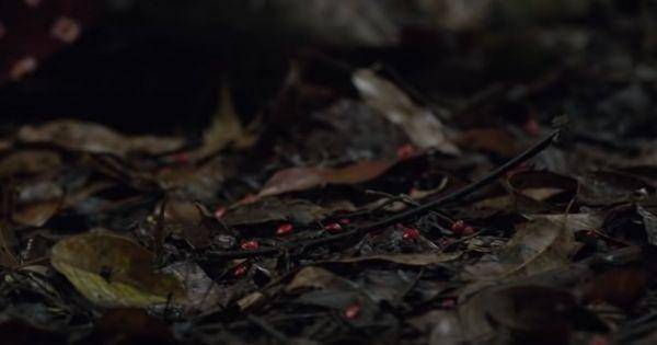 Biji saga yang ditemukan Rini ( Dok. Rapi Films / Pengabdi Setan 2017 )