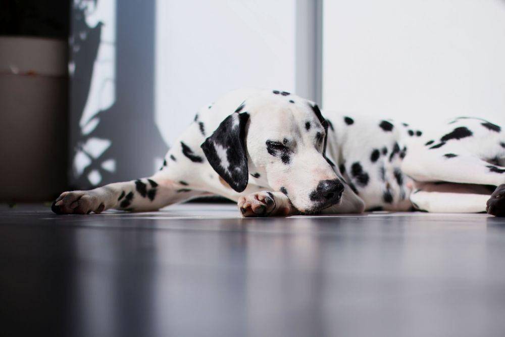 ilustrasi anjing dalmatian (unsplash.com/Anna Kumpan)
