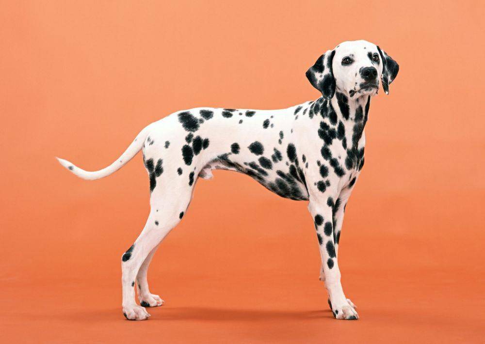 ilustrasi anjing dalmatian (unsplash.com/Balmer Rosario)