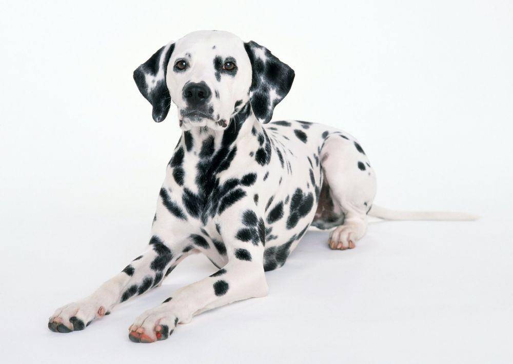 ilustrasi anjing dalmatian (unsplash.com/Balmer Rosario)