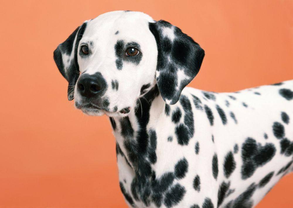 ilustrasi anjing dalmatian (unsplash.com/Balmer Rosario)