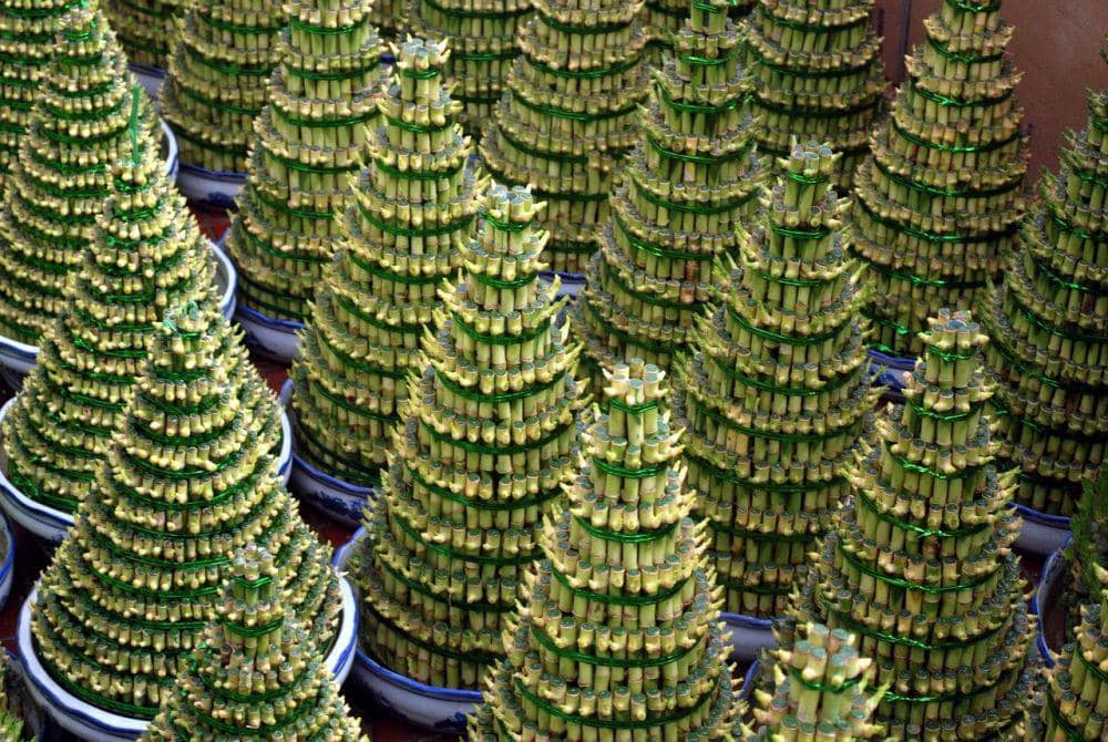 Ilustrasi bambu keberuntungan (pixabay.com/PublicDomainPictures)