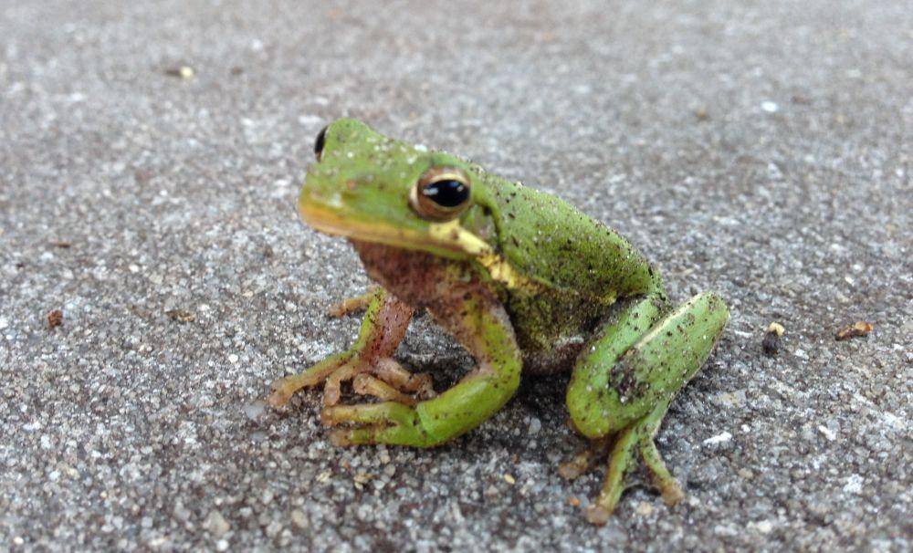 ilustrasi katak pohon hijau Amerika (wikimedia.org/gary_leavens)