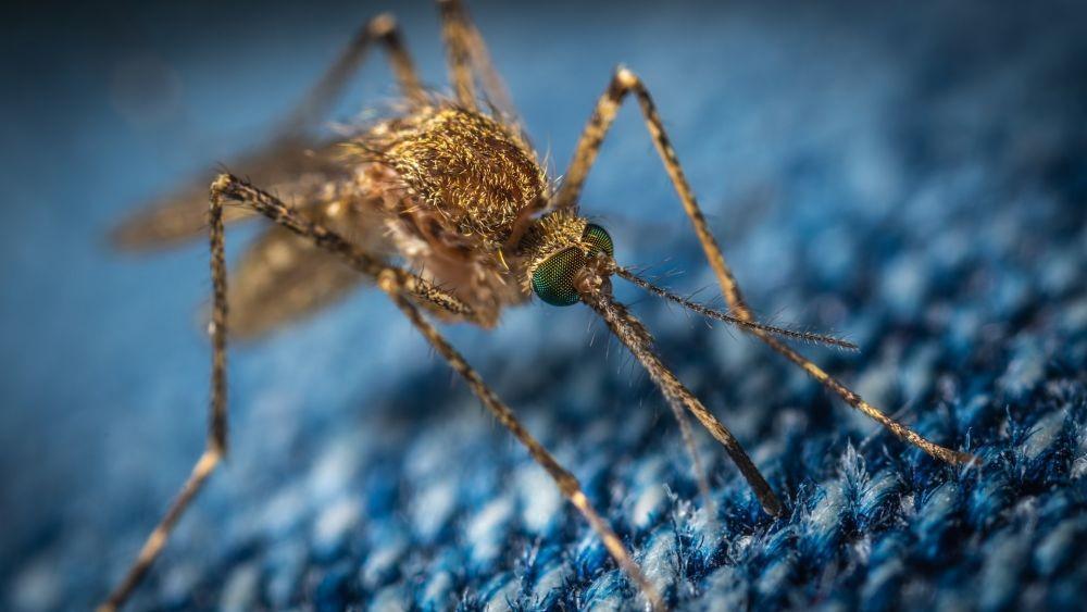West Nile Virus: Transmisi, Gejala, Komplikasi, Pengobatan