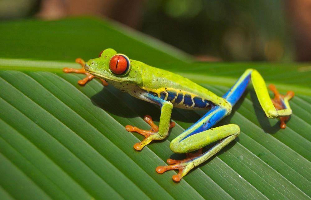 ilustrasi katak pohon bermata merah (pixabay.com/12019)