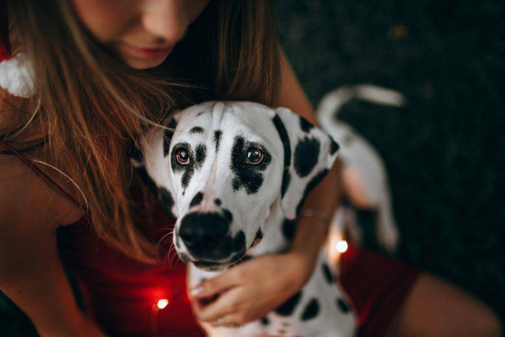 ilustrasi anjing dalmatian (unsplash.com/Helena Lopes)