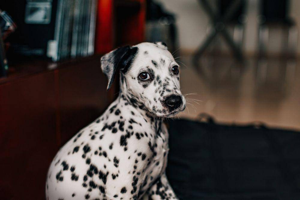 ilustrasi anjing dalmatian (unsplash.com/Helena Lopes)