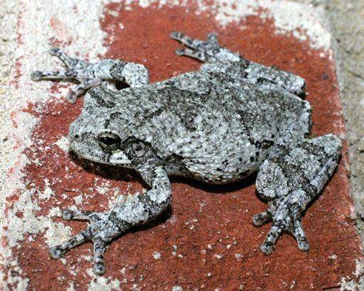 ilustrasi katak pohon abu-abu selatan (wikimedia.org/Patrick Coin)