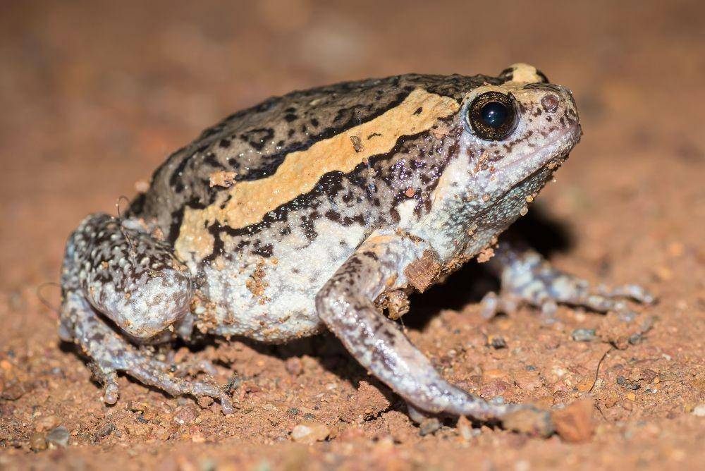 ilustrasi katak chubby Burma (wikimedia.org/Rushen)