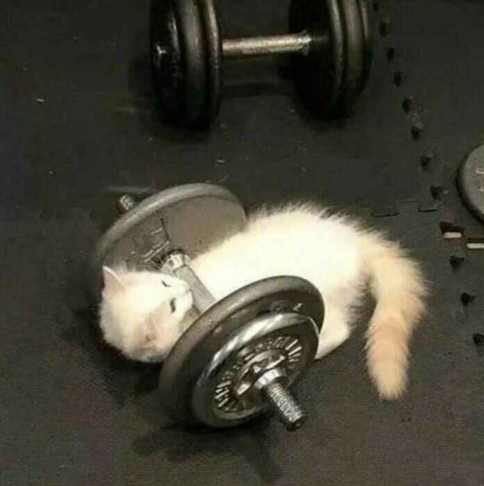 kucing lucu banget angkat barbel (instagram.com/cats.virai)