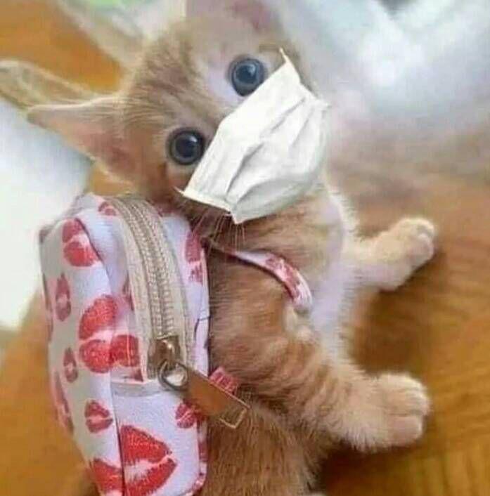 aksi kucing imut mau sekolah (instagram.com/cats.virai)