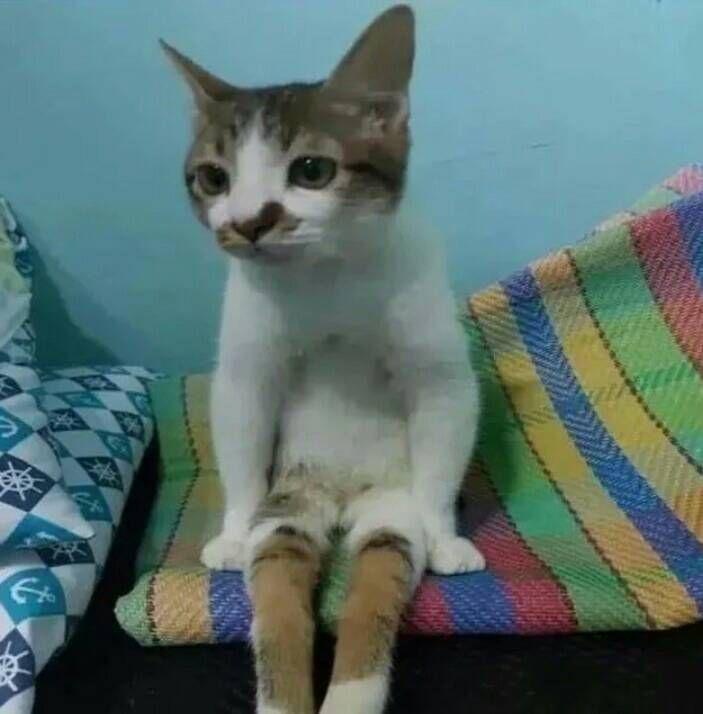 kucing lucu duduk kayak manusia aja (instagram.com/magistic_kitte)
