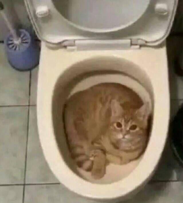 kucing nakal nyari adem (instagram.com/catzcave)