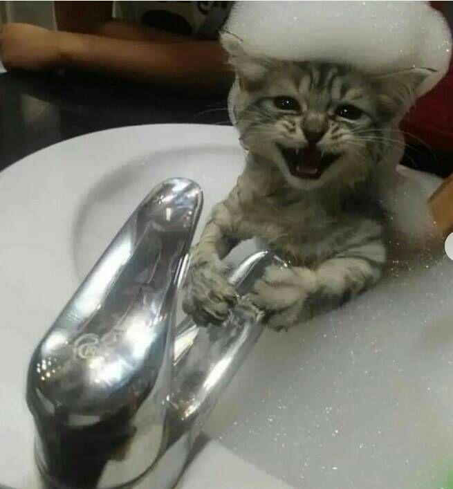 kucing lucu banget imut lagi mandi bahagia (instagram.com/kittenshubs)
