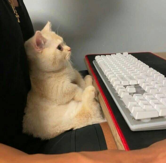 kucing lucu banget lagi santai (instagram.com/cats.virai)