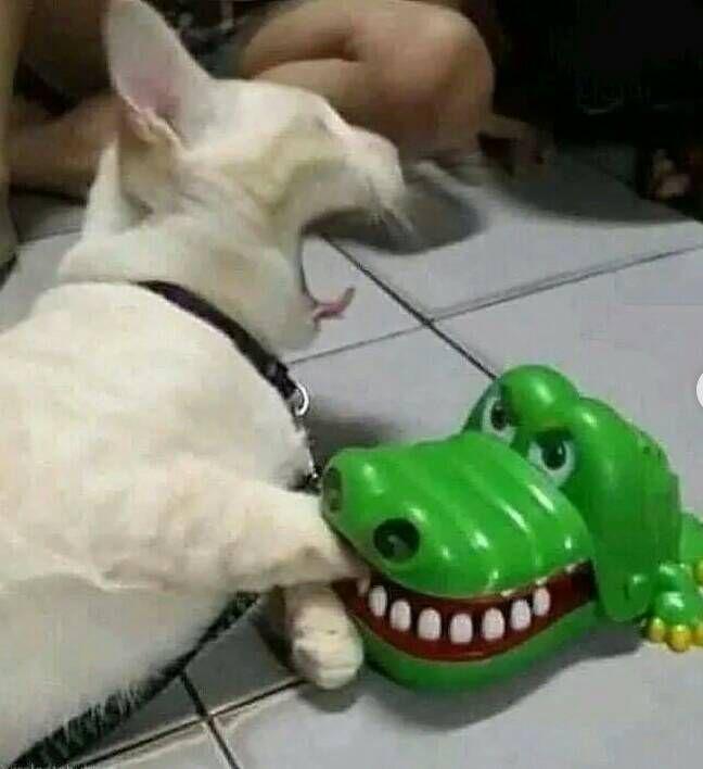 aduh aku digigit buaya (instagram.com/foxycaties)
