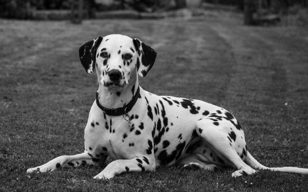 ilustrasi anjing dalmatian (unsplash.com/Loan)
