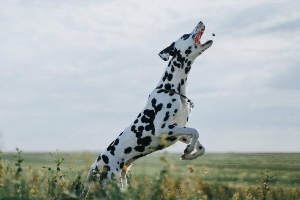 ilustrasi anjing dalmatian (unsplash.com/Michael Walk)