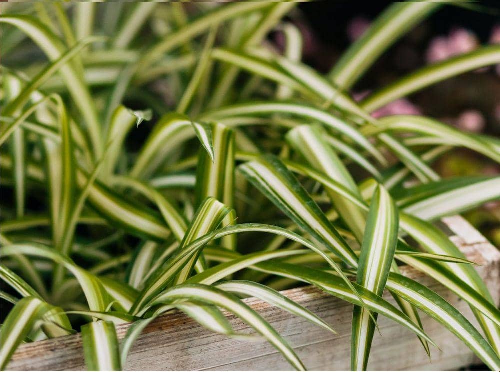 Tanaman spider plant (pexels.com/Anna Khomutova)
