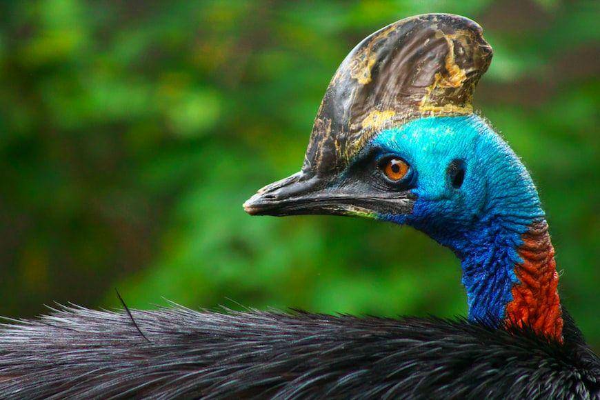 ilustrasi burung kasuari (unsplash.com/seiichiro)
