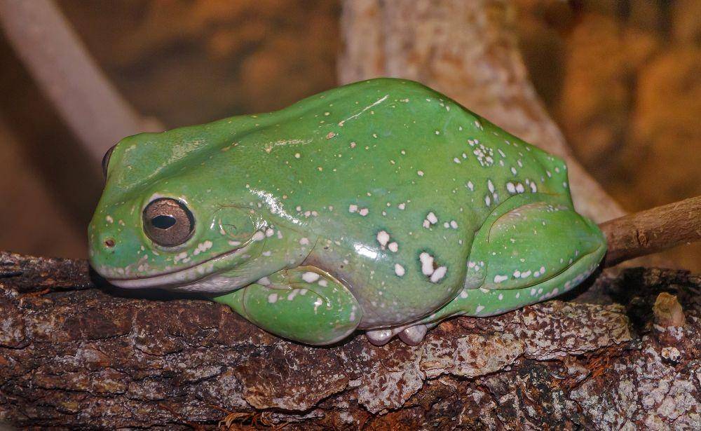 ilustrasi katak pohon hijau Australia (wikimedia.org/H. Zell)