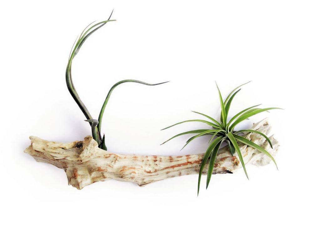 Ilustrasi air plant (pixabay.com/cristty)