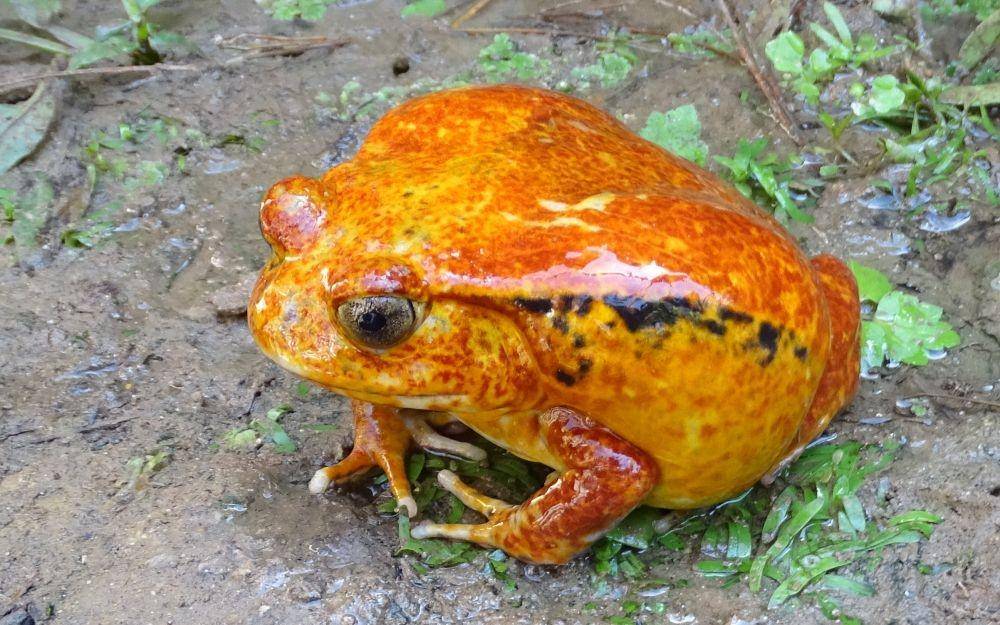 ilustrasi katak tomat (wikimedia.org/John Mather)