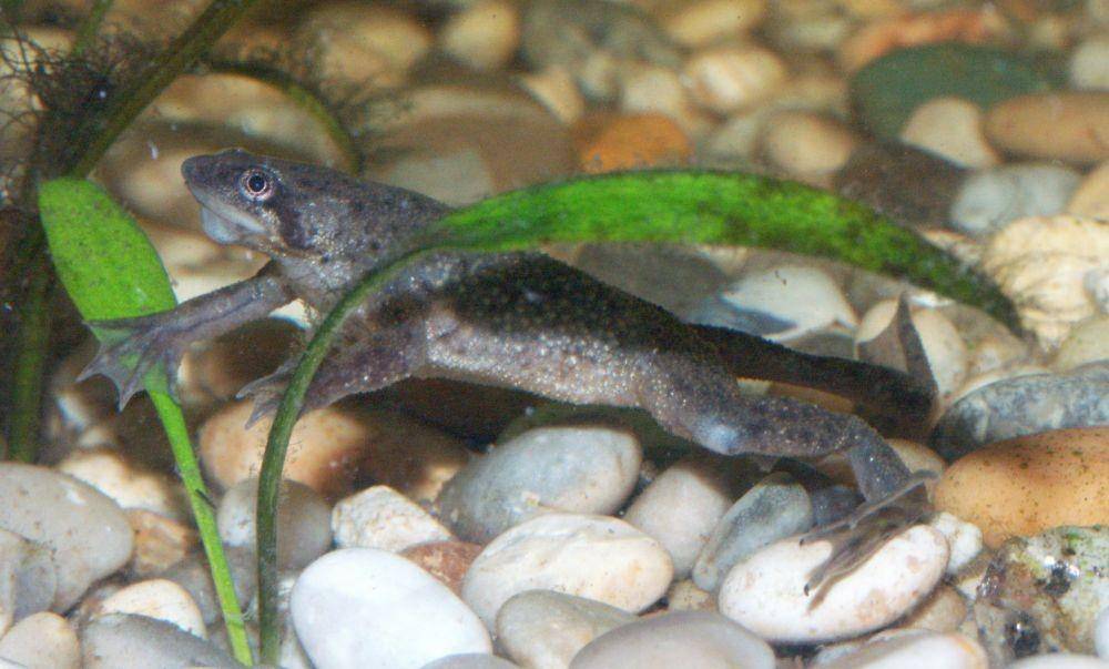 ilustrasi katak kerdil Afrika (wikimedia.org/Stuart Halliday)