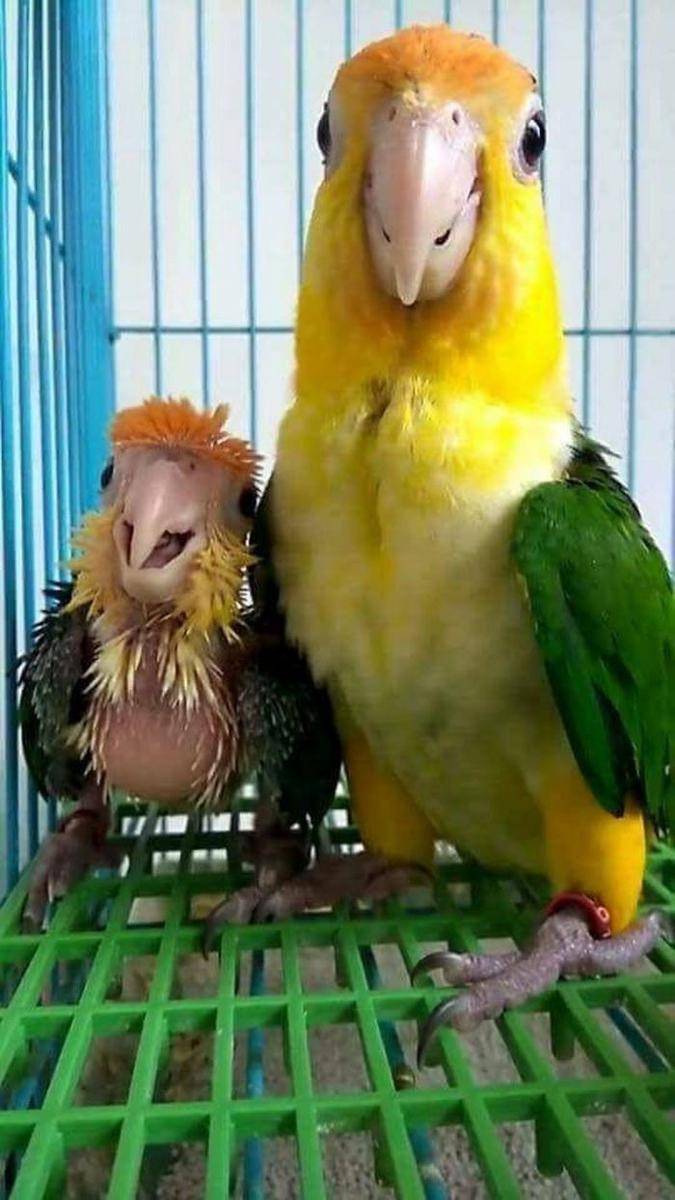 potret gemas burung beo (reddit.com/user/mikihak)