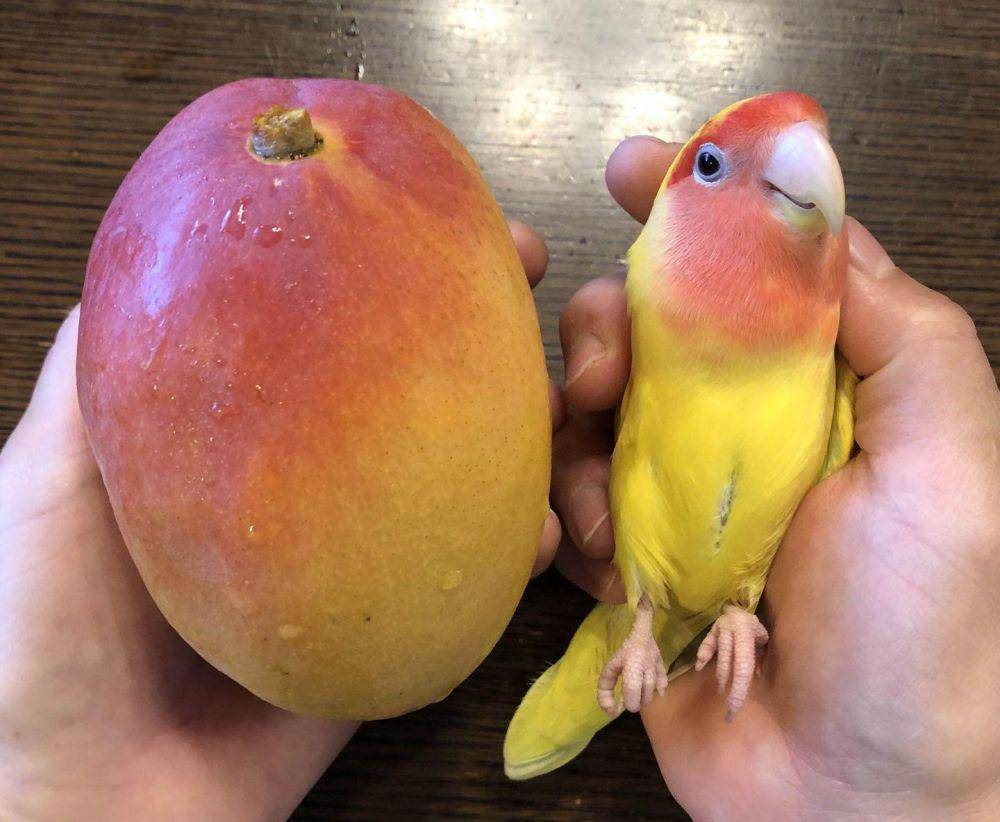potret gemas burung beo (reddit.com/user/VLStetson)