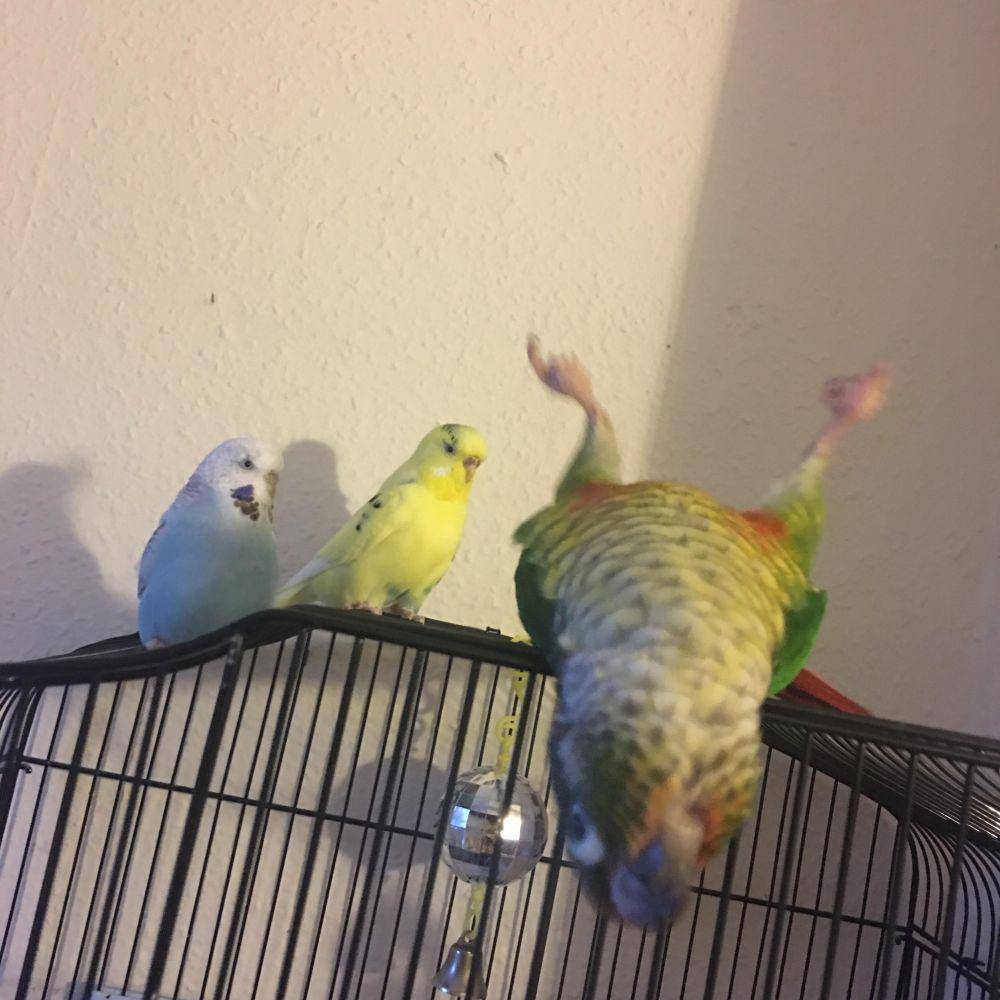 potret gemas burung beo (reddit.com/r/parrots)