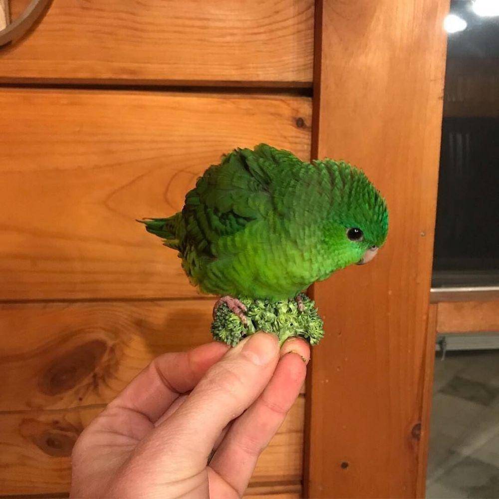 potret gemas burung beo (reddit.com/user/PM_ME_YO_****_VIDEOS)
