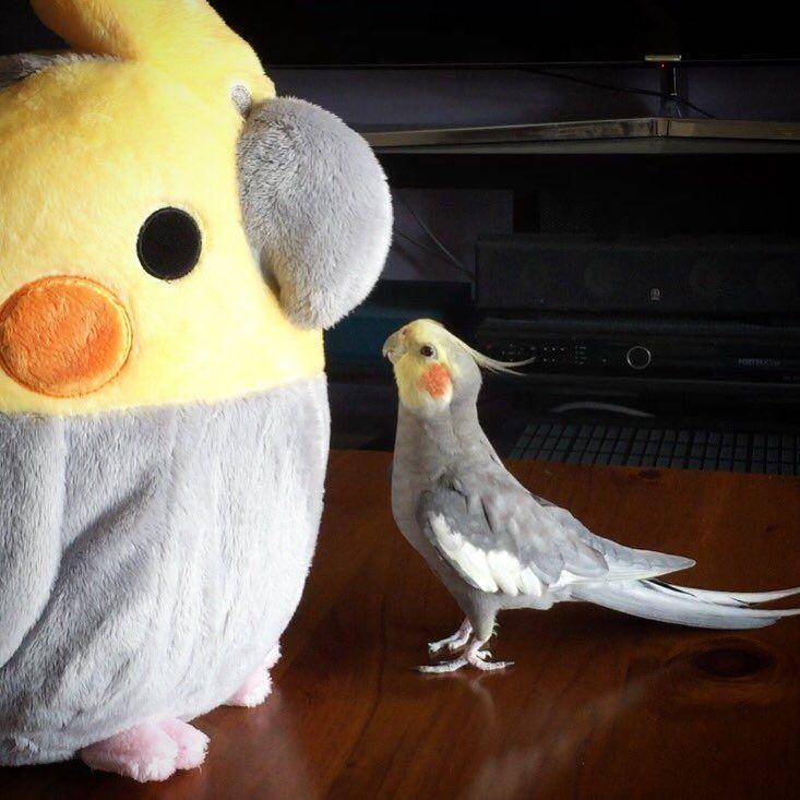 potret gemas burung beo (reddit.com/r/PartyParrot)