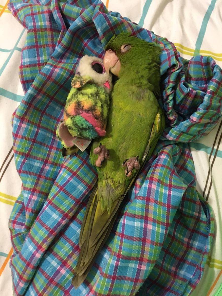 potret gemas burung beo (reddit.com/user/JFrizz0424)