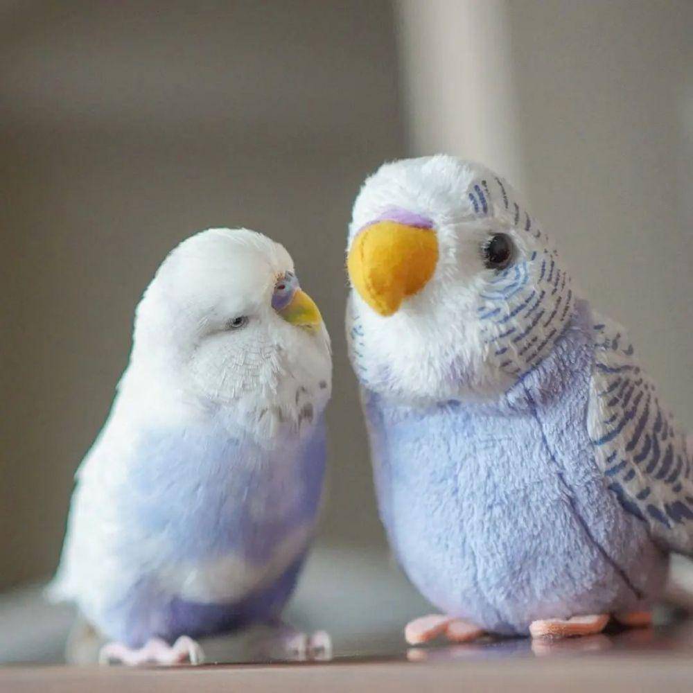 potret gemas burung beo (reddit.com/user/tucchurchnj)