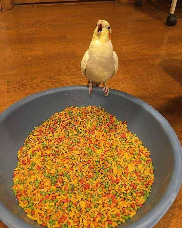potret gemas burung beo (instagram.com/animals3041)
