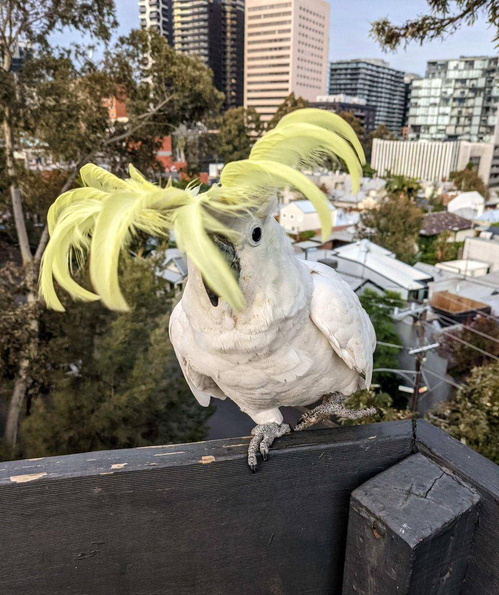 potret gemas burung beo (reddit.com/user/parrot_fever)