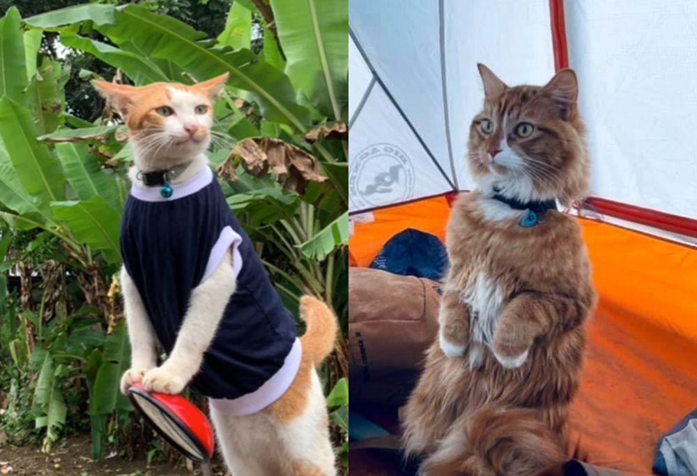 5 Akun Kucing yang Suka Berpetualang, dari Mendaki hingga Berkendara
