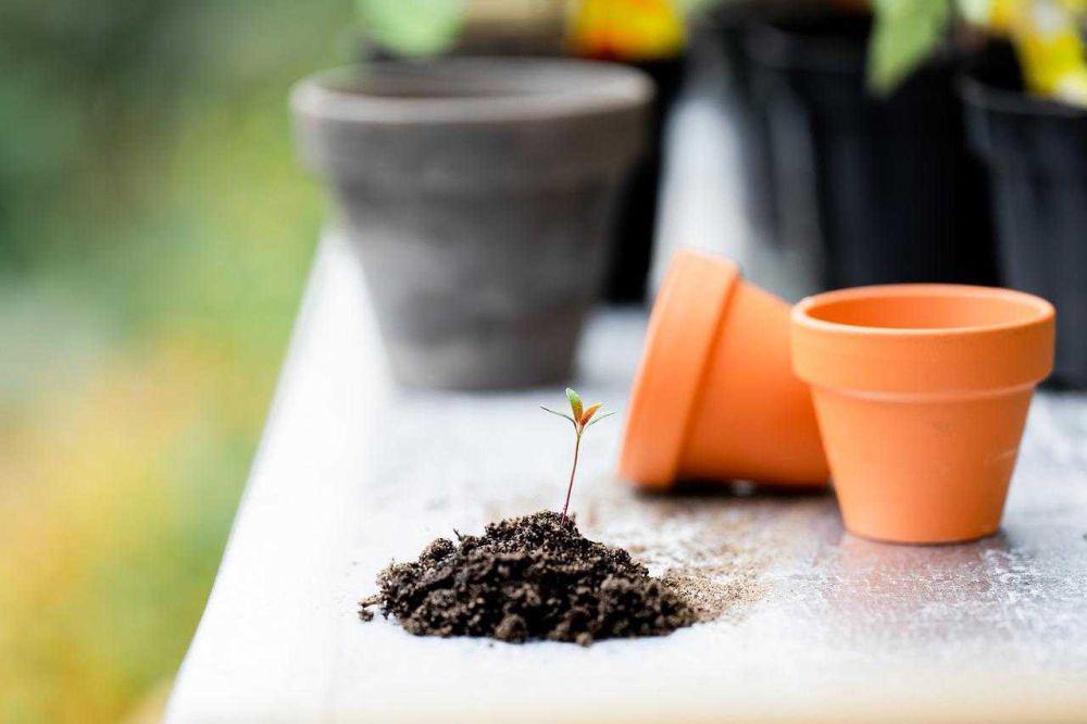 ilustrasi pot tanaman (pixabay.com/Ylanite)