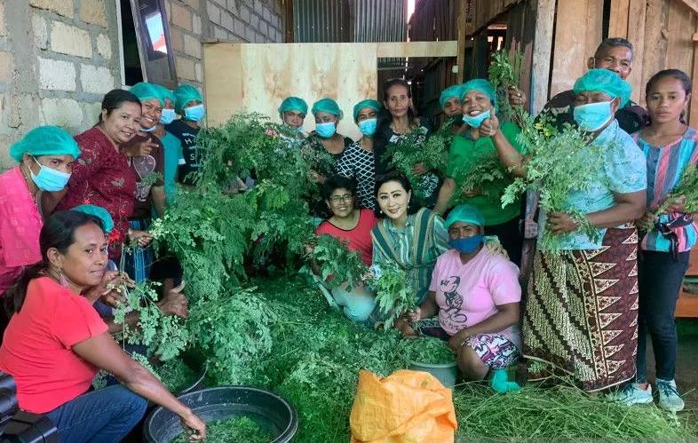 Daun Kelor Jadi Cuan, 36 Ton Dibeli dari Warga NTT