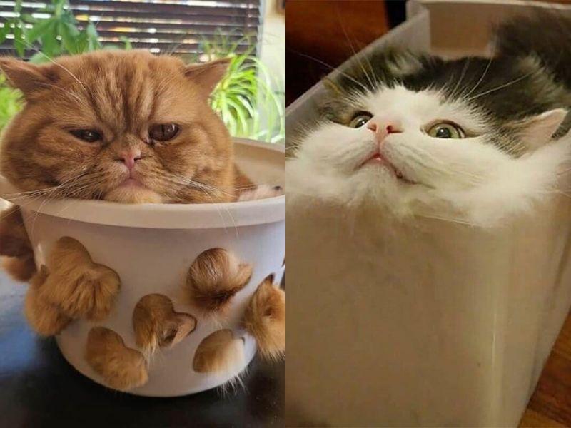 10 Kucing Maksa Masuk di Tempat Sempit, Bukti Mereka Benda Cair!