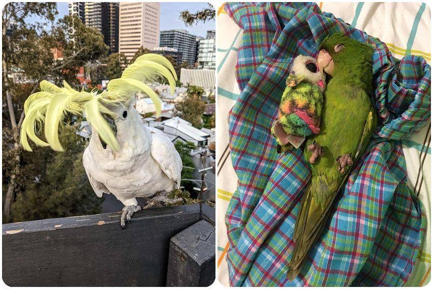 kolase potret gemas burung beo (reddit.com/user/parrot_fever | reddit.com/user/JFrizz0424)