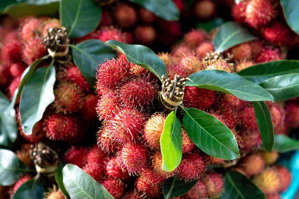 ilustrasi hasil penan buah rambutan (pexels.com/Quang Nguyen Vinh)