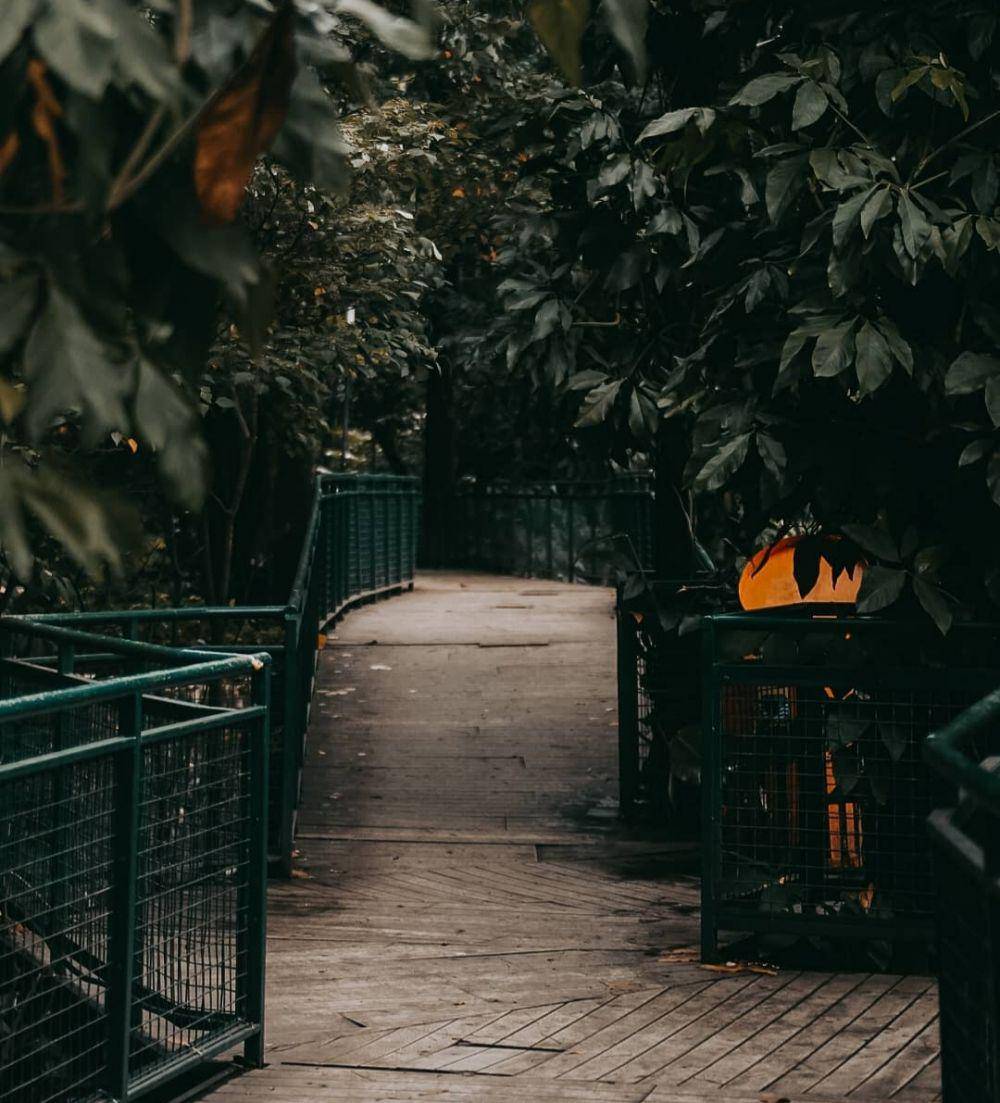 Forest Walk Babakan (instagram.com/bayuargak)