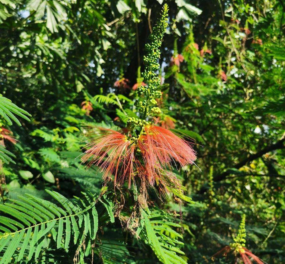 Forest Walk Babakan (instagram.com/gang_mtt)