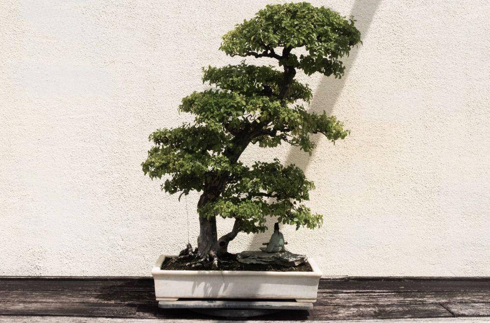 ilustrasi pohon juniper (pexels.com/psad)