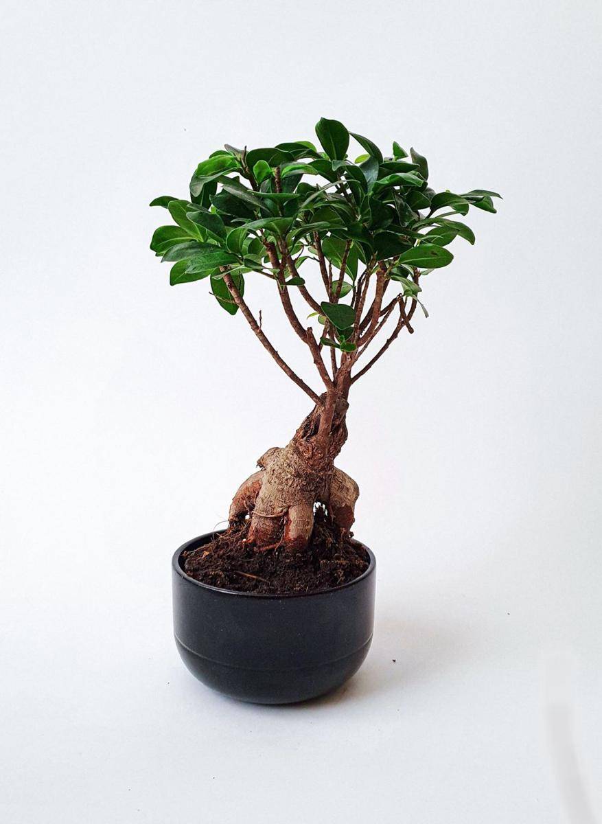 ilustrasi pohon ficus (pexels.com/elinaaraja)