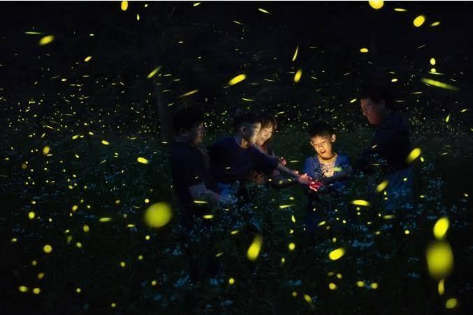 9 Fakta Menarik Muju Firefly Festival, Dimulai pada 27 Agustus 2022